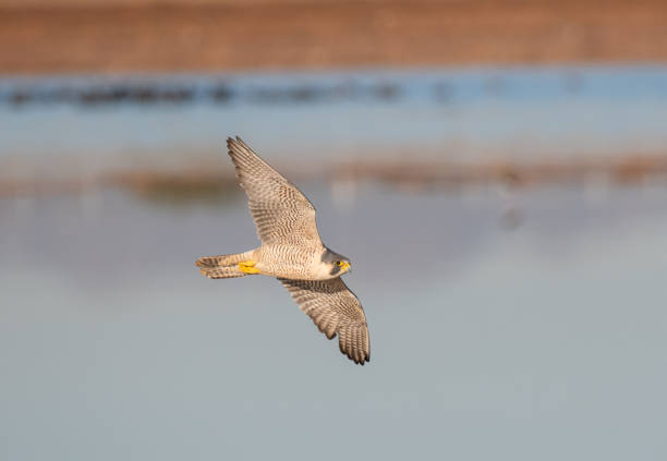 istock Peregrine Falcon over the water 1086718372