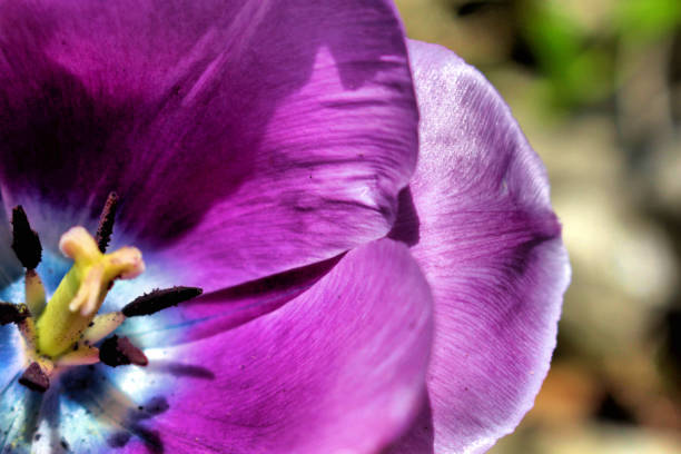 istock The Purple Tulip 1086718546