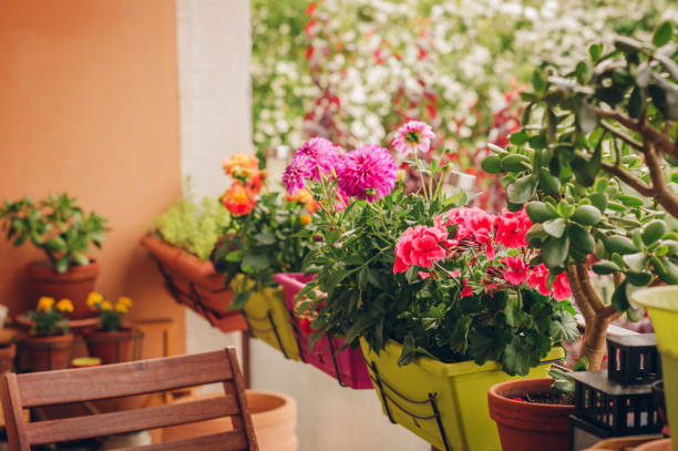 Colorful flowers growing in pots on the balcony stock photo
