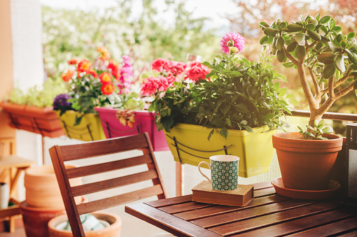Terraza de verano acogedor con muchas plantas en maceta, taza de té y viejo libro vintage photo