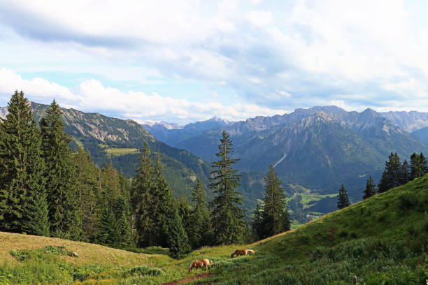 berglandschaft und bergsteigen in den allgäuer alpen. berge in oberjoch im allgäu mit zwei haflingerpferde. - alm bavaria mountain summer stock-fotos und bilder