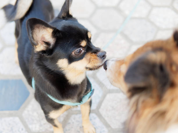 istock Two dogs saying hello and sniffing noses each other. 1086730014