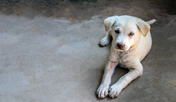 istock Puppy golden retriever 1086753780