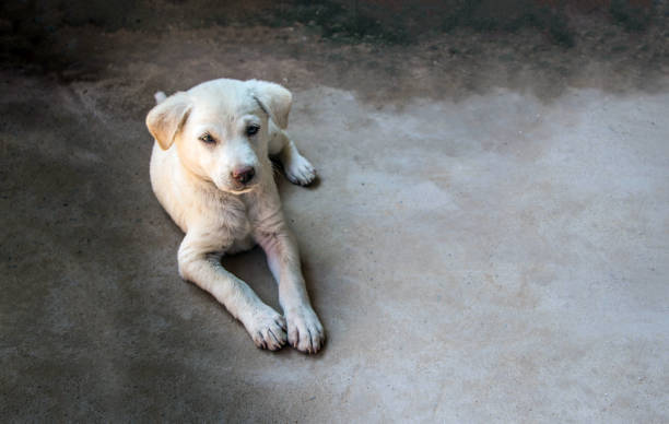 istock Puppy golden retriever 1086753788