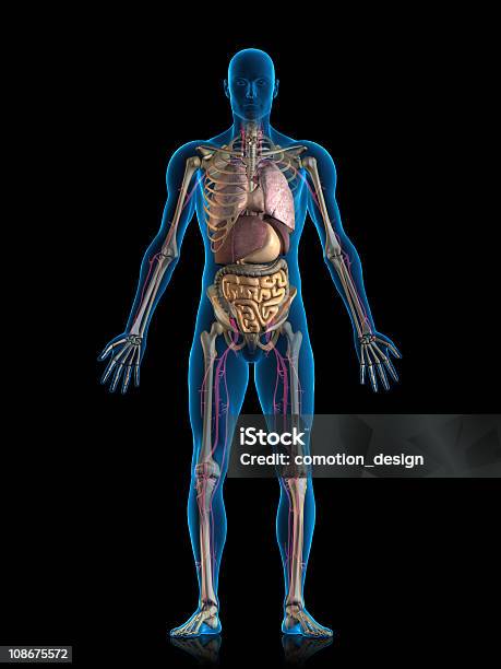 Organi Interni - Fotografie stock e altre immagini di Il corpo umano - Il corpo umano, Tridimensionale, Anatomia umana