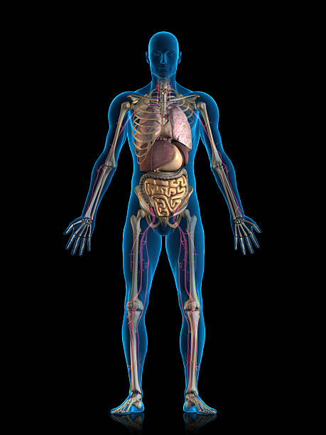 wewnętrzne narządów - human heart x ray image anatomy human internal organ zdjęcia i obrazy z banku zdjęć