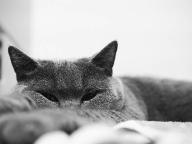 istock Kneeling, looking at the blue cat that the camera is going to sleep. 1086763176
