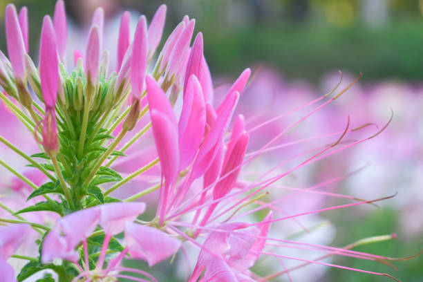 istock Colorful Flowers 1086768354