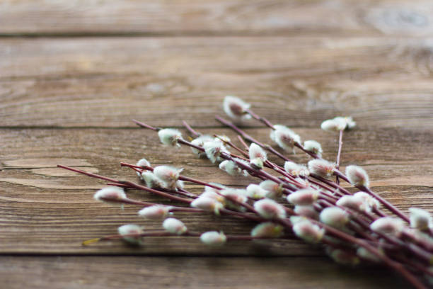 istock branches of a blossoming willow on a wooden background 1086773512