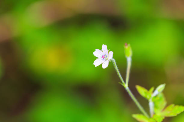 istock Pale weed flower in nature 1086785646