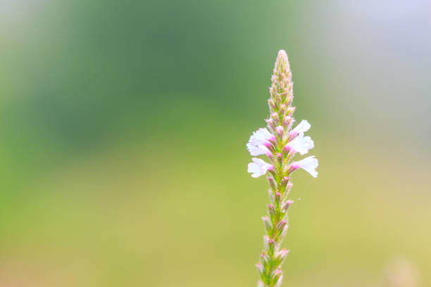 Close up of unidentified pale weed flower in nature, Thailand