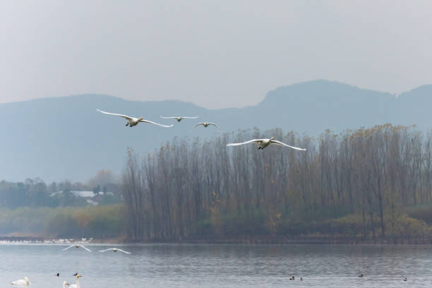 istock Swan flying in the air 1086789228