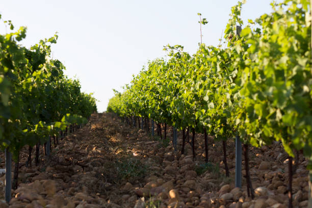 istock Rhone Valley, France 1086792480