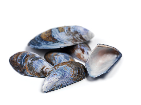 Blue mussels isolated on white.