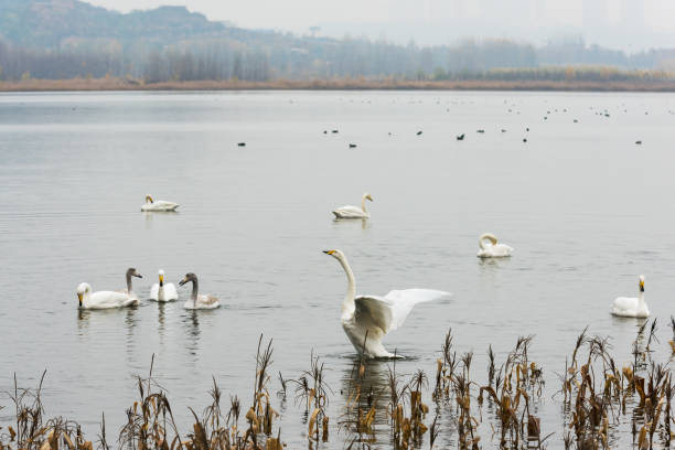 istock The white swan swimming 1086792608