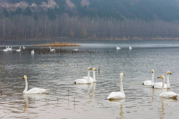 istock The white swan swimming 1086792656