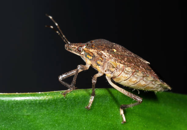 istock Macro Photo of Shield Bug on The Edge of The Leaf 1086793070
