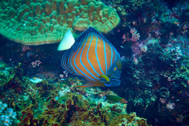 peixe anjo de anel azul - euxiphipops navarchus - fotografias e filmes do acervo