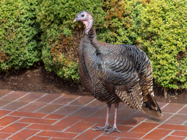 Wild Turkey on a brick sidewalk Downtown Eugene Oregon. Meleagris gallopavo.