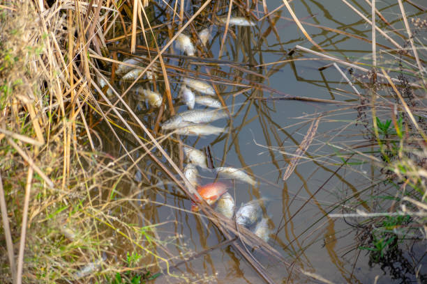 fish killed by near the shore