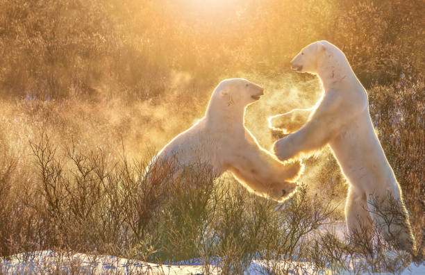 dois jovens machos polar ursos divertidamente sparring juntos, criar um spray de flocos de neve iluminado na luz da manhã dourada. - arctic manitoba churchill manitoba canada - fotografias e filmes do acervo