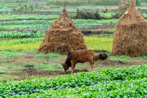cattle and barn in farmland
