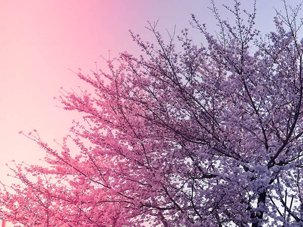 Sky and cherry