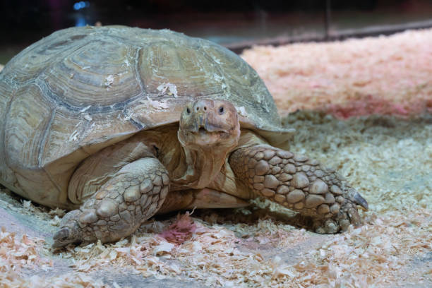 istock Portrait of a giant tortoise close-up 1086812954
