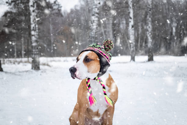 Cute staffordshire terrier on a walk at nature park in winter