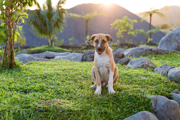istock peace of dogs 1086823302