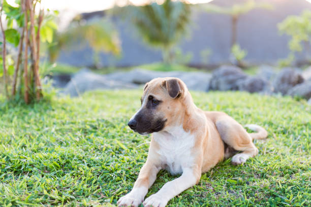 istock peace of dogs 1086823306