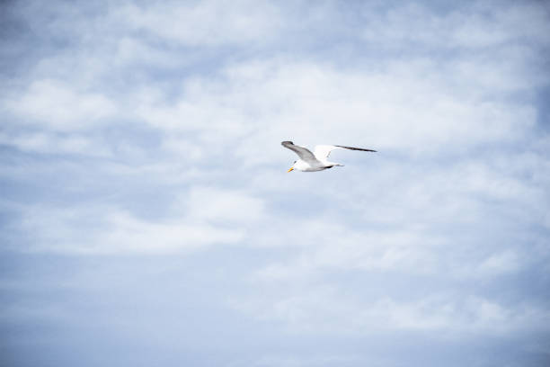 istock Seagull and blue sky photographh 1086823782