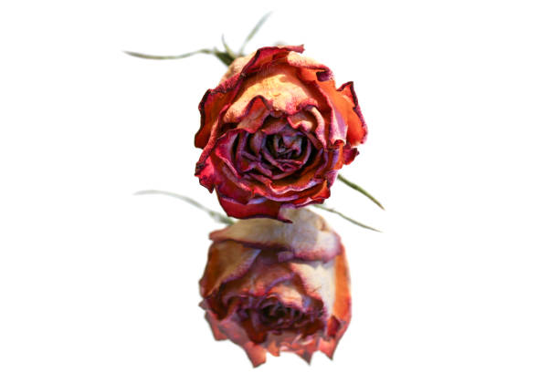 Dried rose reflecting in the mirror on a white background