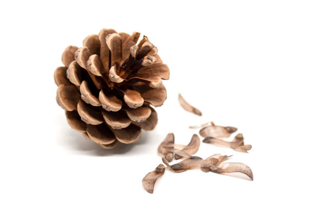 Pine cone with seeds around it isolated on white background. Shallow depth of field Pine cone with seeds around it isolated on white background. Shallow depth of field cone shape photos stock pictures, royalty-free photos & images