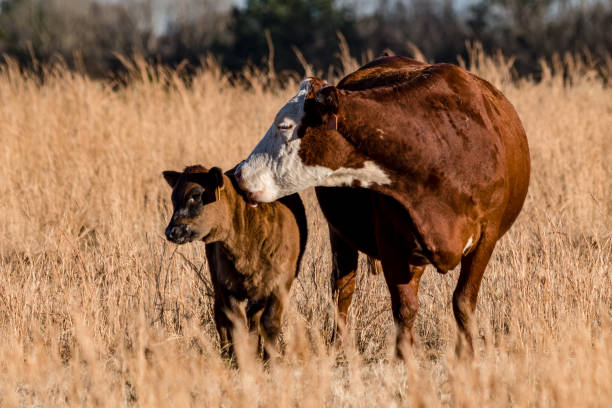 ma mamma, mi sono già lavata dietro le orecchie! - domestic cattle calf mother field foto e immagini stock