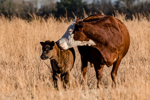 A Hereford crossbred beef cow licks her calf in a dormant winter pasture