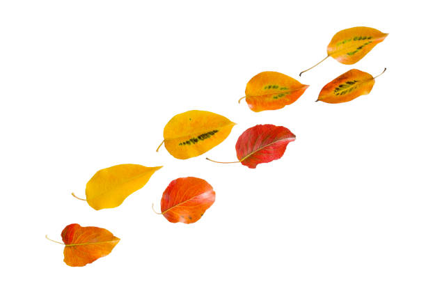 istock Colorful autumn leaves isolated on white background 1086829836