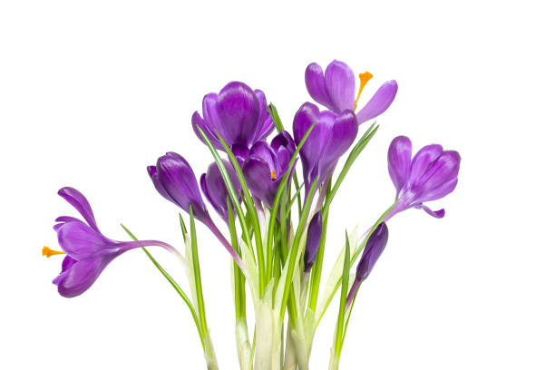 istock Crocus isolated on white background. Spring flowers bouquet 1086829860