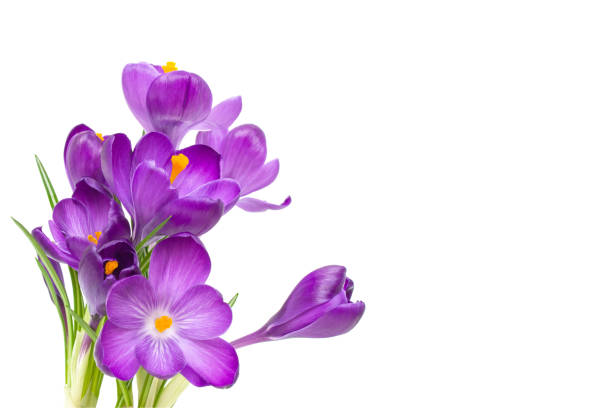 istock Purple Crocus flowers with green leaves isolated on white background 1086829904