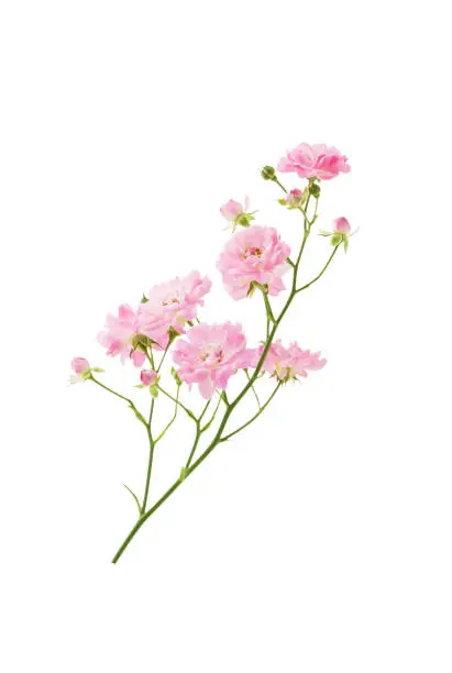 Photo of Bush rose branch with blooming pink flowers on stem isolated on white background with clipping path