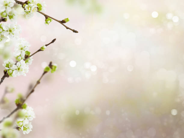 istock Spring cherry blossoms flowers on a branch on blurred background with bokeh 1086829978