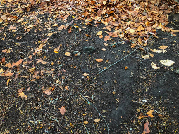 istock Red-orange foliage on the ground in the forest 1086830106