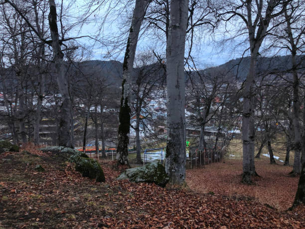 istock Fallen leaf in the autumn forest. Forest with bare trees and dry fallen orange autumn leaves. Autumn in the mountains. Bakuriani 1086830260