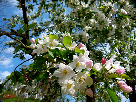 Apple tree in full bloom