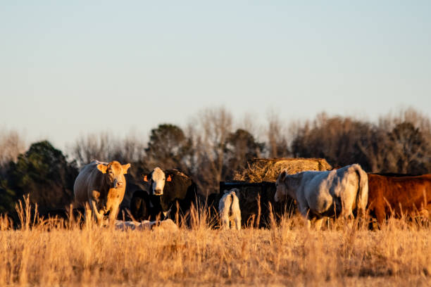 쇠고기 가축 급지대 라운드 베일 근처 수집 - field hereford cattle domestic cattle usa 뉴스 사진 이미지