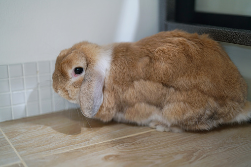 rabbit bunny holland lop brown color sitting eating and shed fur