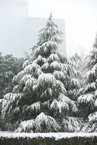 Pine trees in heavy snow