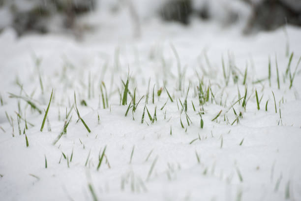 istock The grass and the grass in the snow 1086832172