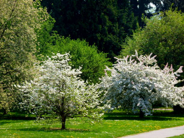 istock Ornamental trees in full bloom in white 1086832480