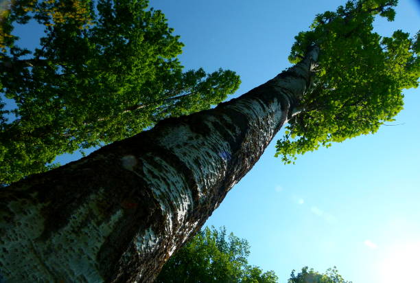 могучее дерево в крутой перспективе - tree tall poplar tree bark стоковые фото и изображения